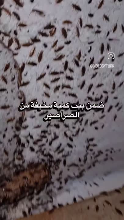 تخلص من الصراصير بدون اي مبيدات حشريه