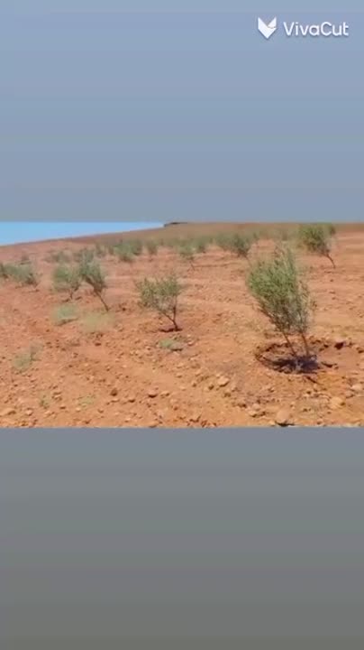 أرض زراعية للبيع في حسياء، حمص - 60000 م² بطابو زراعي