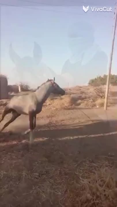 صقلاوية ابن ضاري فرس أصيل أنثى شابة للبيع في بسعر 1500$