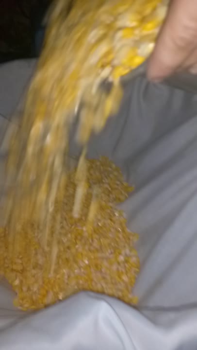 ذرة سكرية جاهزة