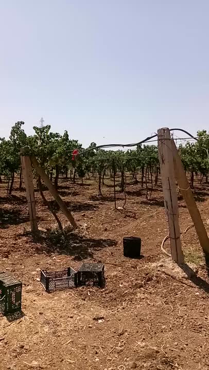 أرض للبيع في غباغب - 131 دونم مع بئر ومثمرات